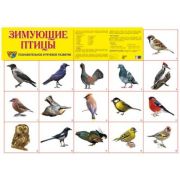 Плакат А2 Зимующие птицы 978-5-9949-1834-0