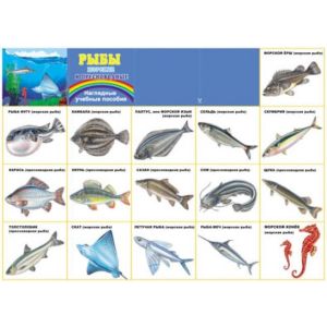 Плакат А2 Рыбы морские и пресноводные 10-01-0007