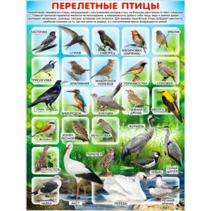 Плакат А2 Перелетные птицы P2-186