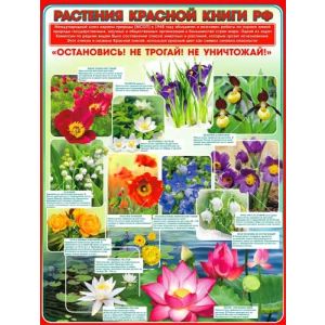 Плакат А2 Растения красной книги РФ Р2-285
