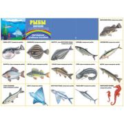 Плакат А2 Рыбы морские и пресноводные 10-01-0007