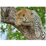 Мозаика алмазная по номерам 30*40 МС-5459/2043 «Леопард на дереве»