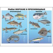 Плакат школьный Рыбы морские и пресноводные